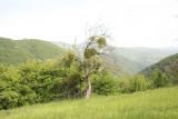 View full-size image Viscum album