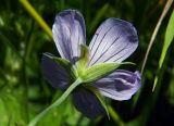 Geranium collinum