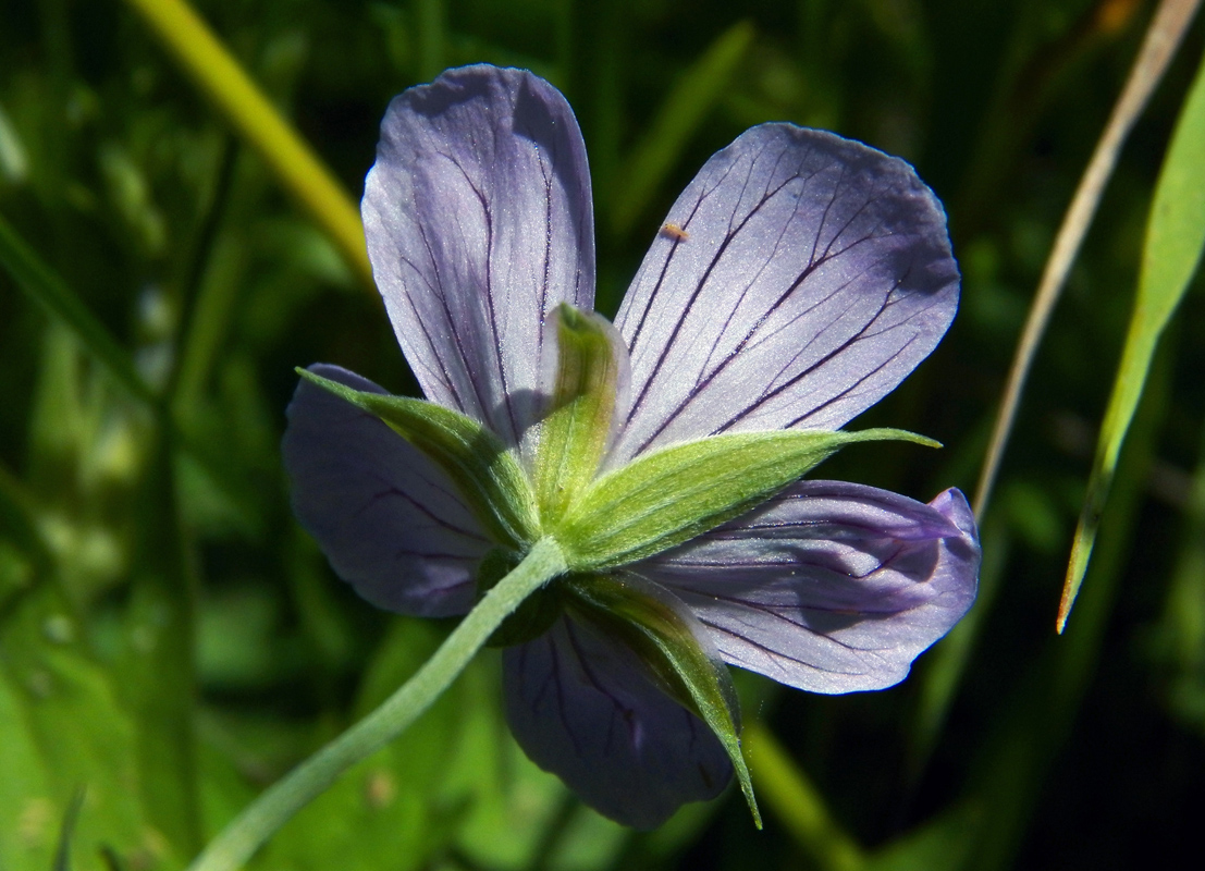 Image of Geranium collinum specimen.