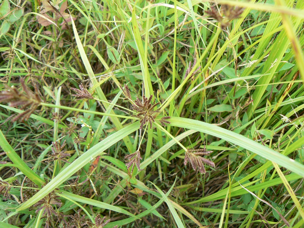 Image of Cyperus orthostachyus specimen.