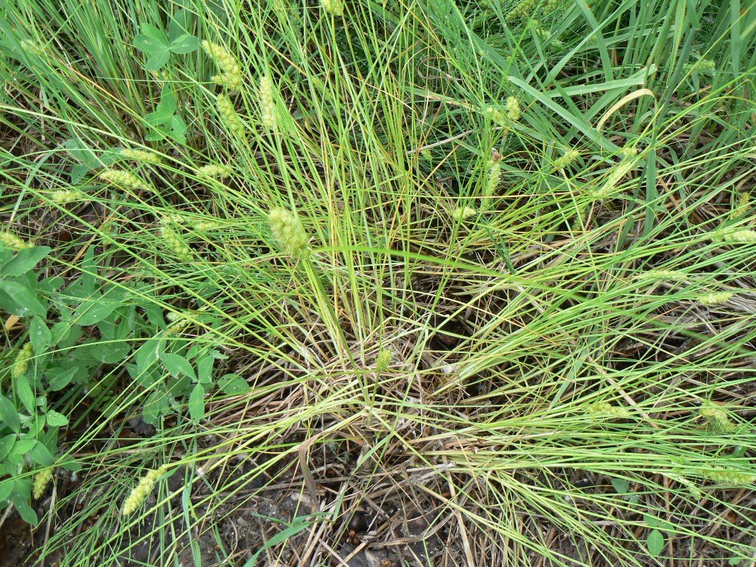 Image of Carex leiorhyncha specimen.