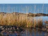 Calamagrostis neglecta. Плодоносящие растения в мелководном озерце. Мурманская обл., Кольский р-н, окр. с. Териберка к северу от оз. Секретарское, скалистый склон невысокой сопки северной экспозиции. 19.09.2021.