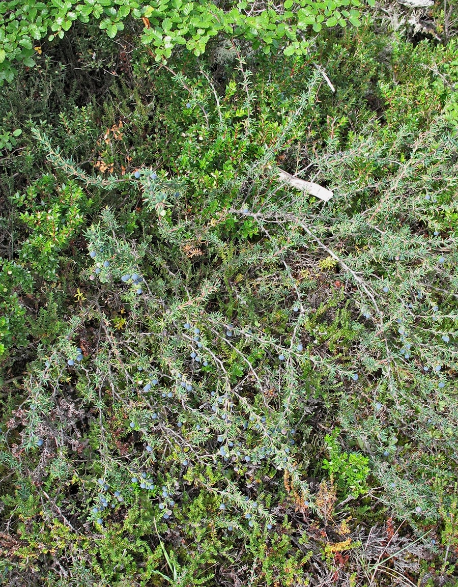 Image of Berberis empetrifolia specimen.