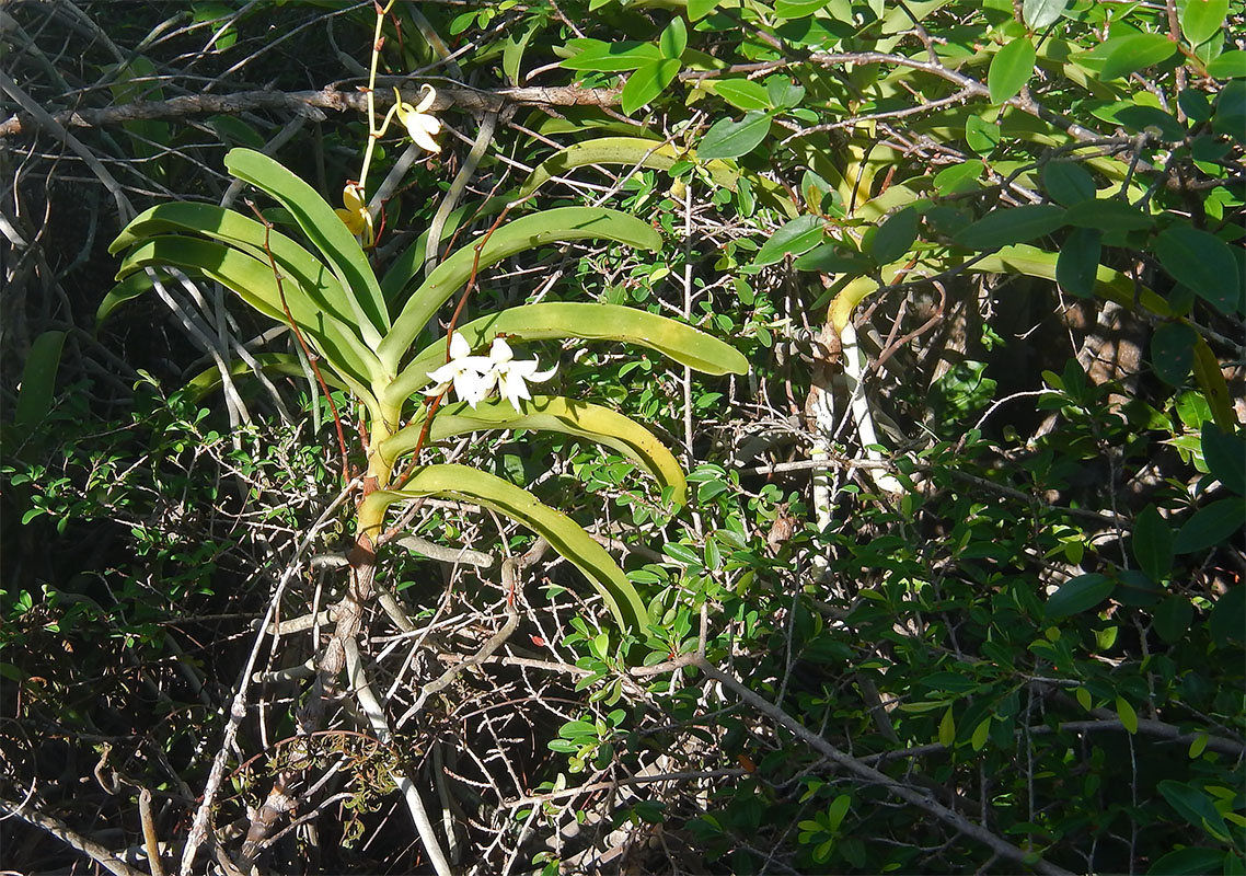 Изображение особи семейство Orchidaceae.