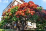 Delonix regia. Часть ствола и крона цветущего дерева. Израиль, г. Бат-Ям, в культуре. 02.07.2022.