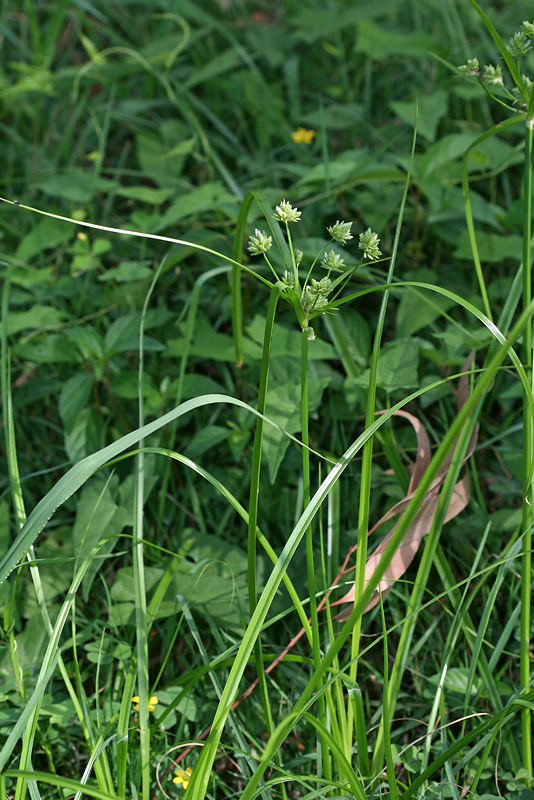 Изображение особи Cyperus eragrostis.