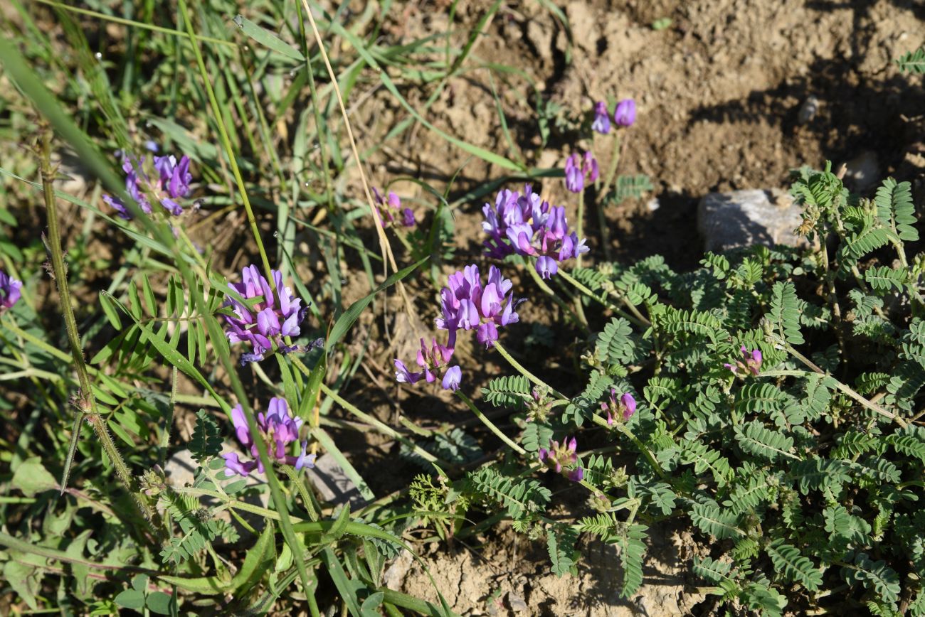 Изображение особи род Astragalus.