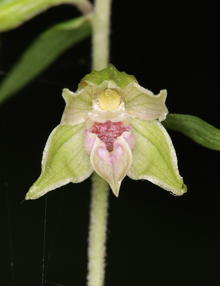 Image of Epipactis leptochila specimen.