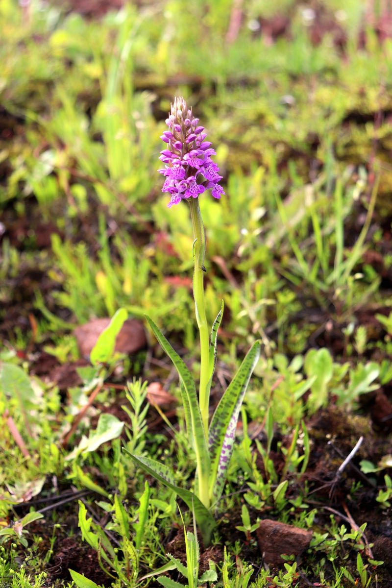 Image of Dactylorhiza baltica specimen.