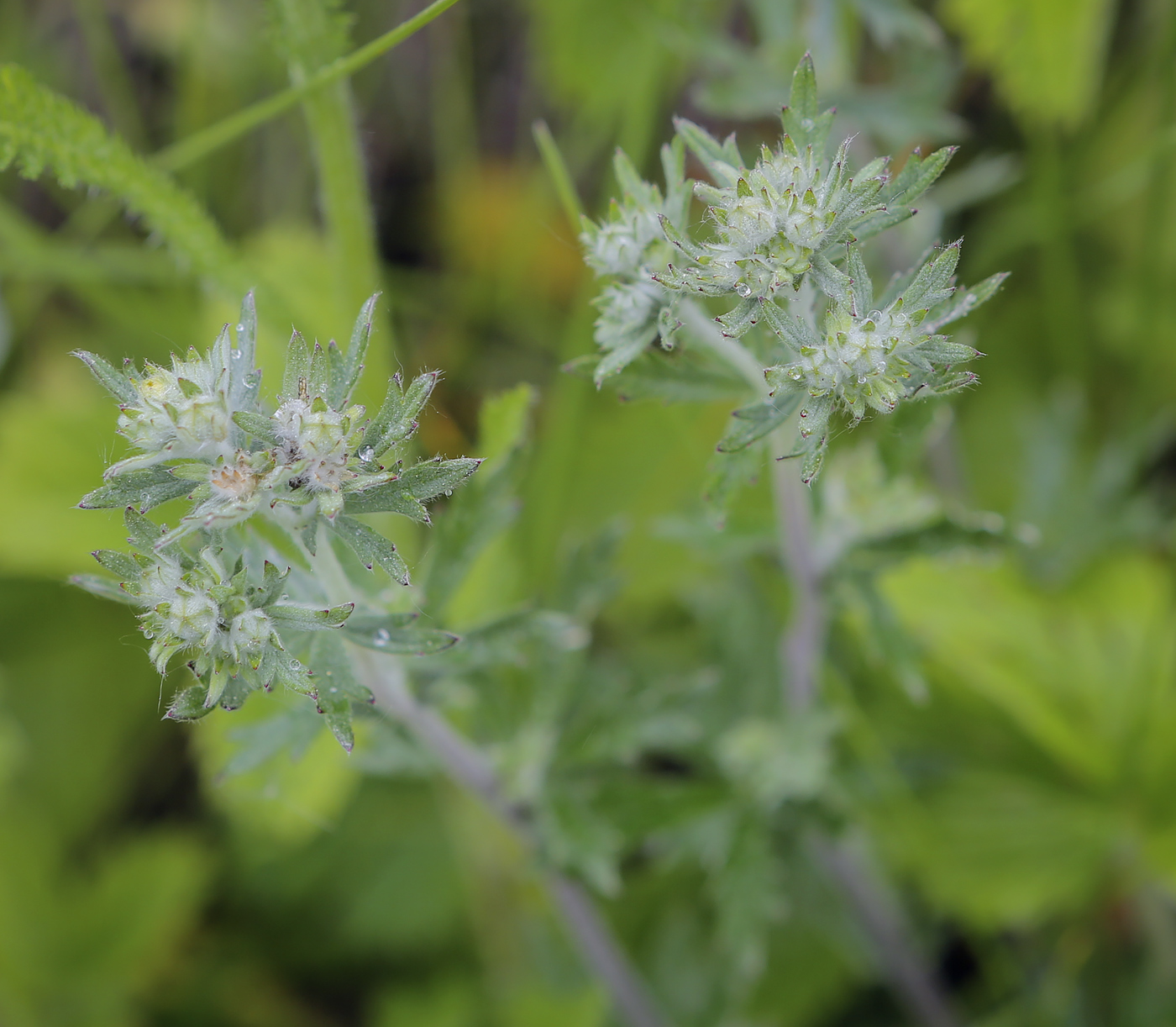 Изображение особи Potentilla argentea.