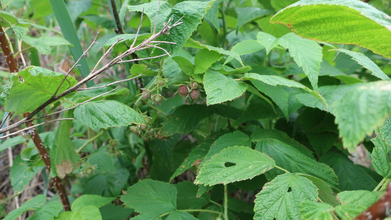 Изображение особи Rubus matsumuranus.