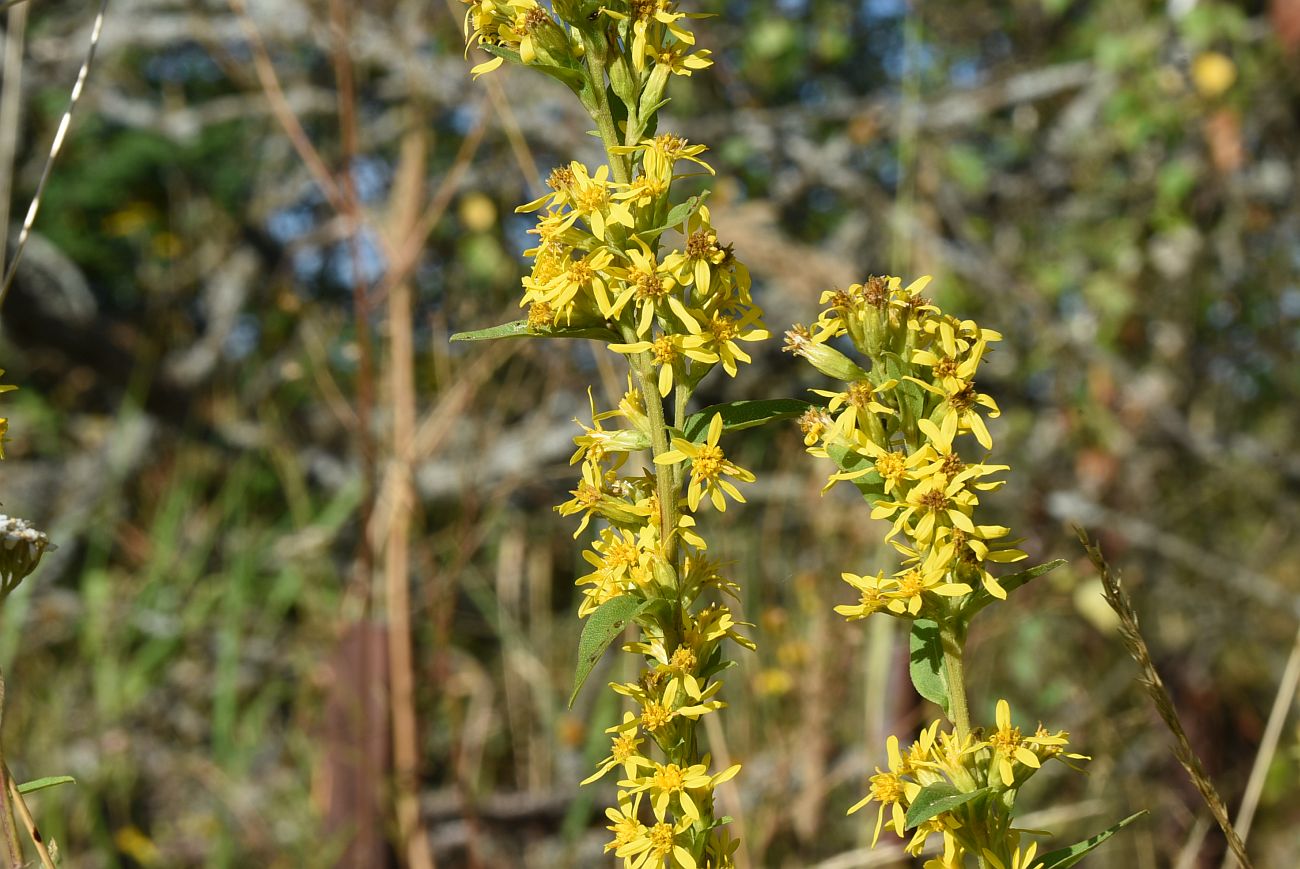 Image of Solidago virgaurea specimen.