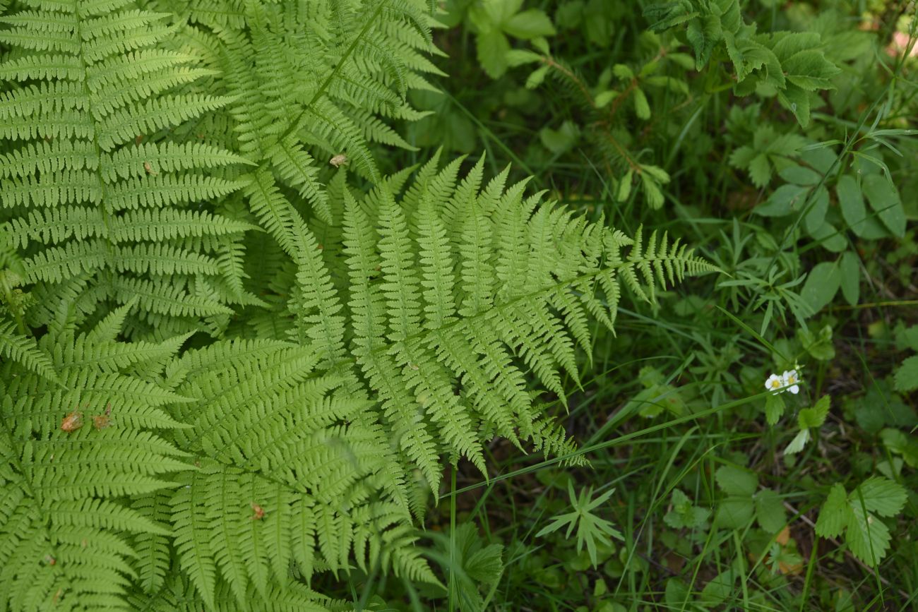 Изображение особи Athyrium filix-femina.