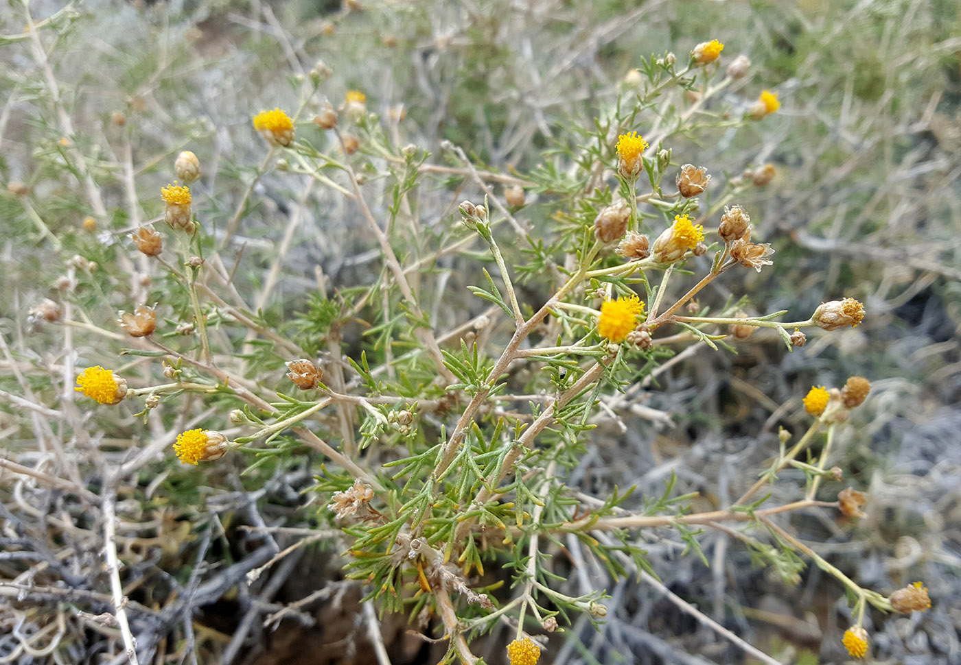 Изображение особи Brachanthemum mongolicum.