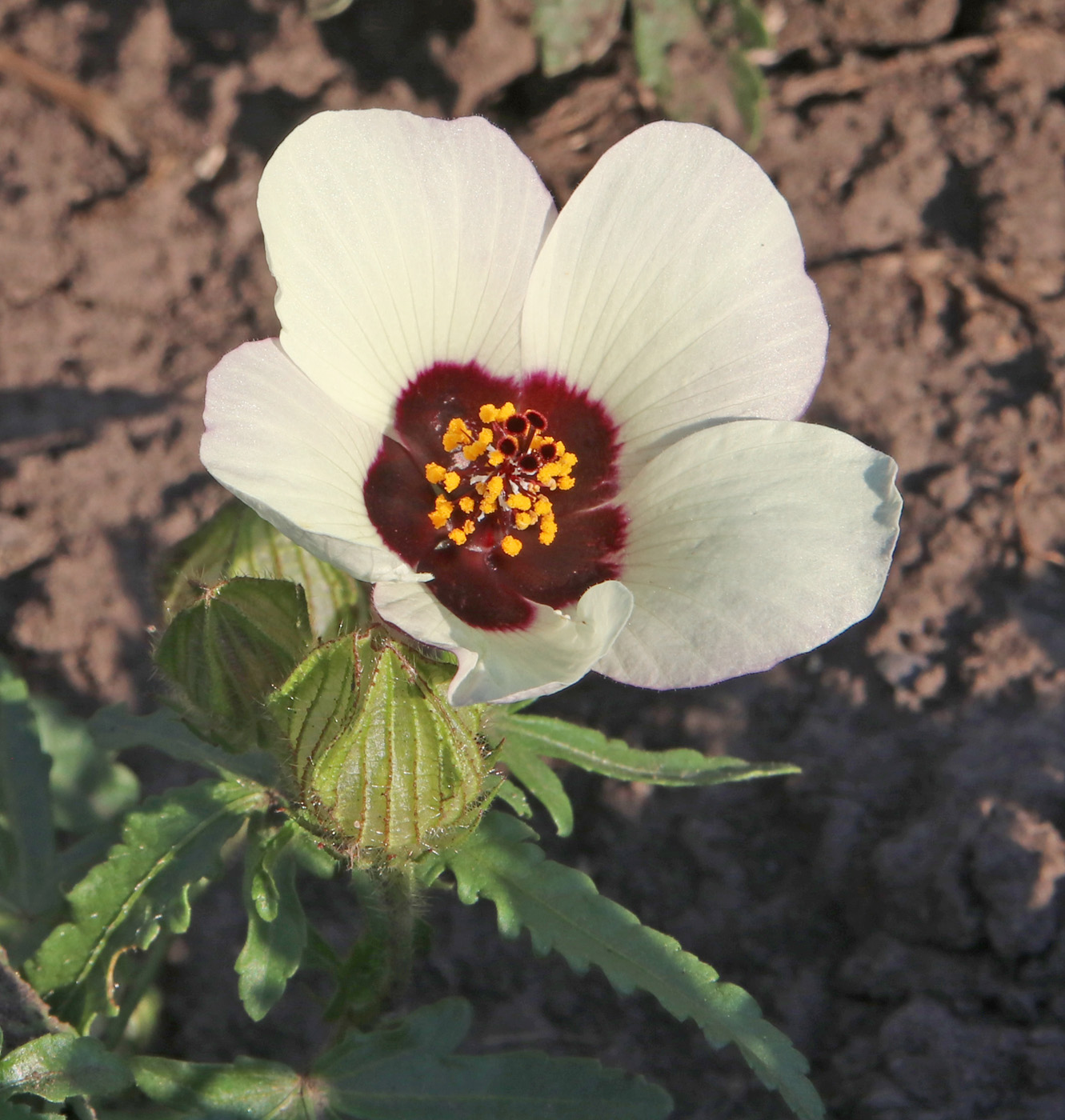 Image of Hibiscus trionum specimen.