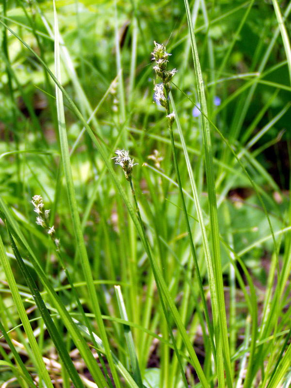 Изображение особи Carex muricata.