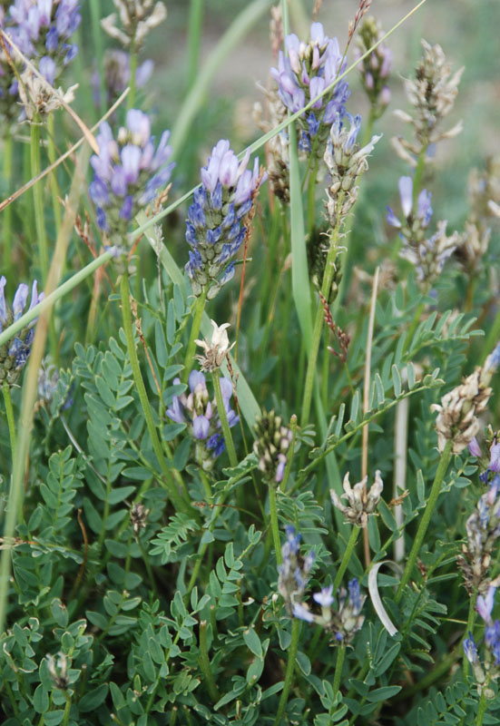 Image of Astragalus austrosibiricus specimen.