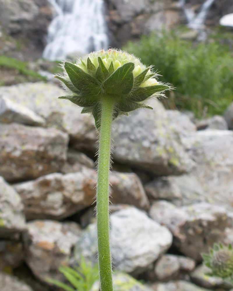 Image of Knautia involucrata specimen.