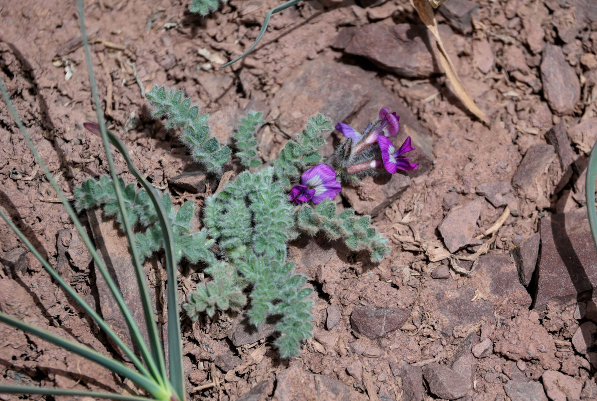 Image of Oxytropis leptophysa specimen.