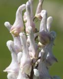 Aconitum orientale