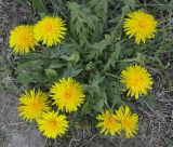 Смотреть изображение Taraxacum hemicyclum
