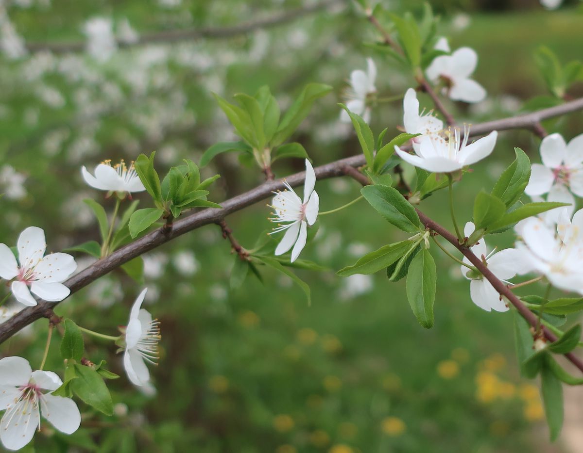 Image of genus Prunus specimen.