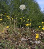 семейство Apiaceae