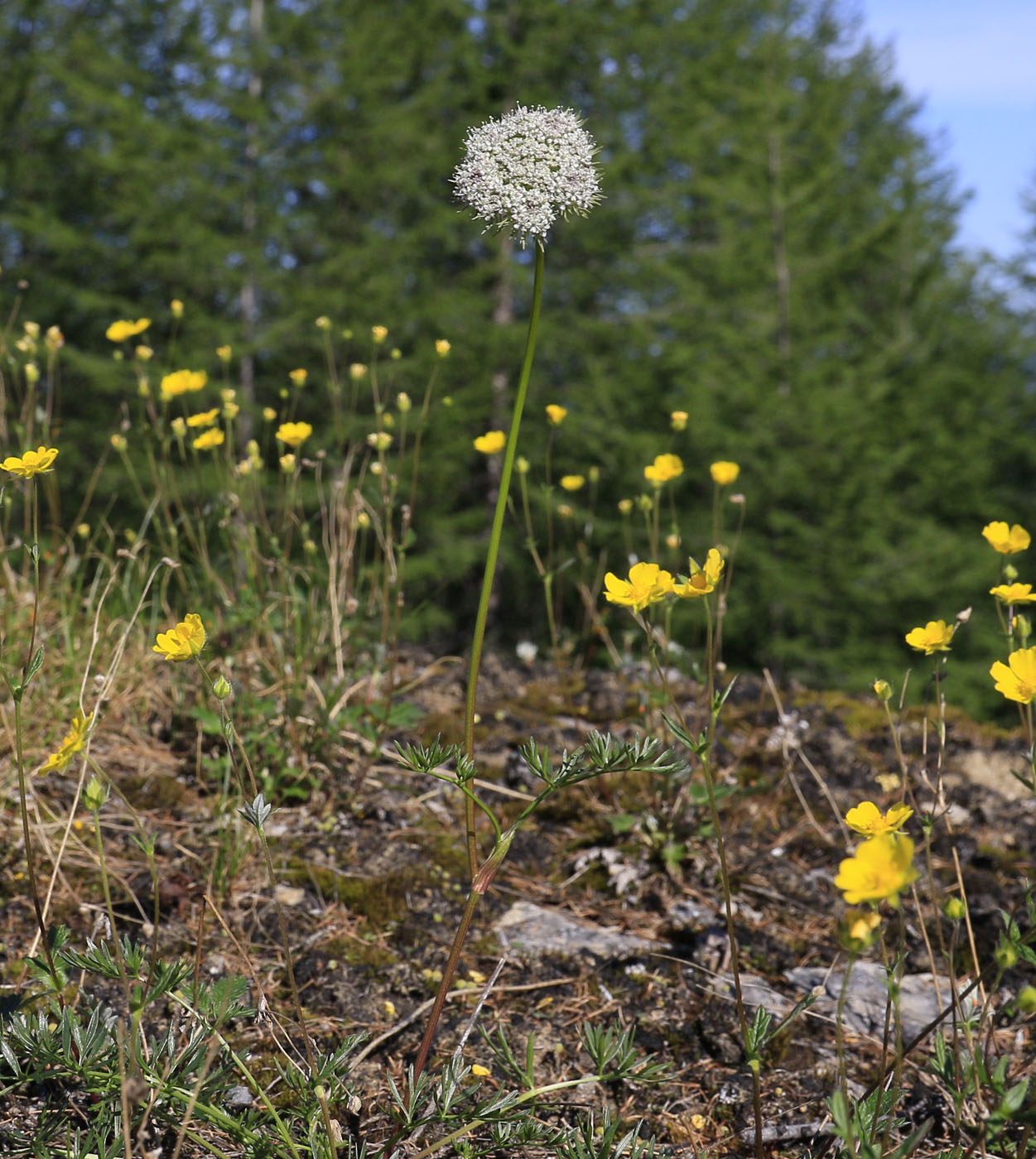 Image of familia Apiaceae specimen.