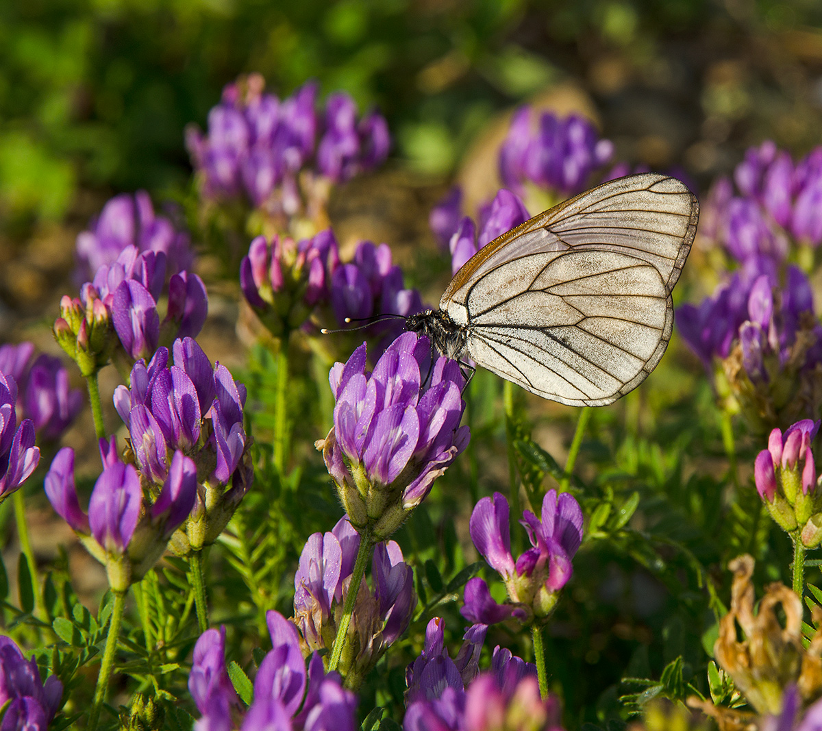 Изображение особи Astragalus danicus.