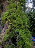 Asparagus setaceus. Плодоносящее растение на стволе дерева. Марокко, обл. Марракеш - Сафи, г. Марракеш, в культуре. 31.12.2022.