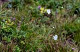 Dianthus cretaceus. Верхушки цветущих растений. Ингушетия, Джейрахский р-н, перевал Цей-Лоам, ≈ 2200 м н.у.м., субальпийский луг. 24.07.2022.