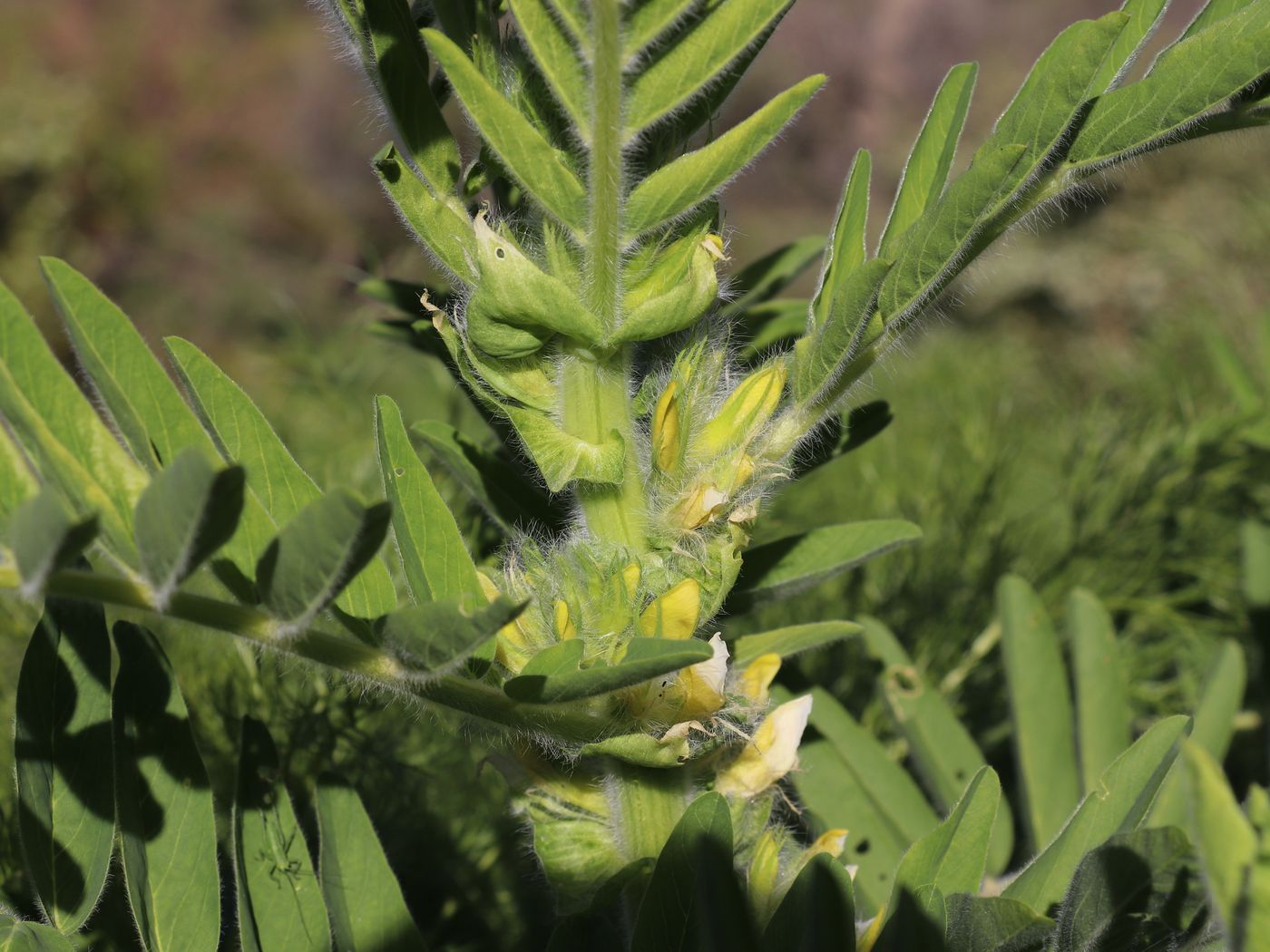 Изображение особи Astragalus sieversianus.