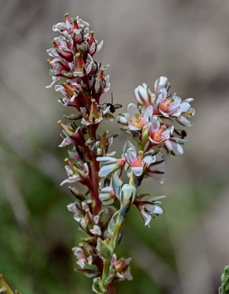 Image of Myricaria squamosa specimen.