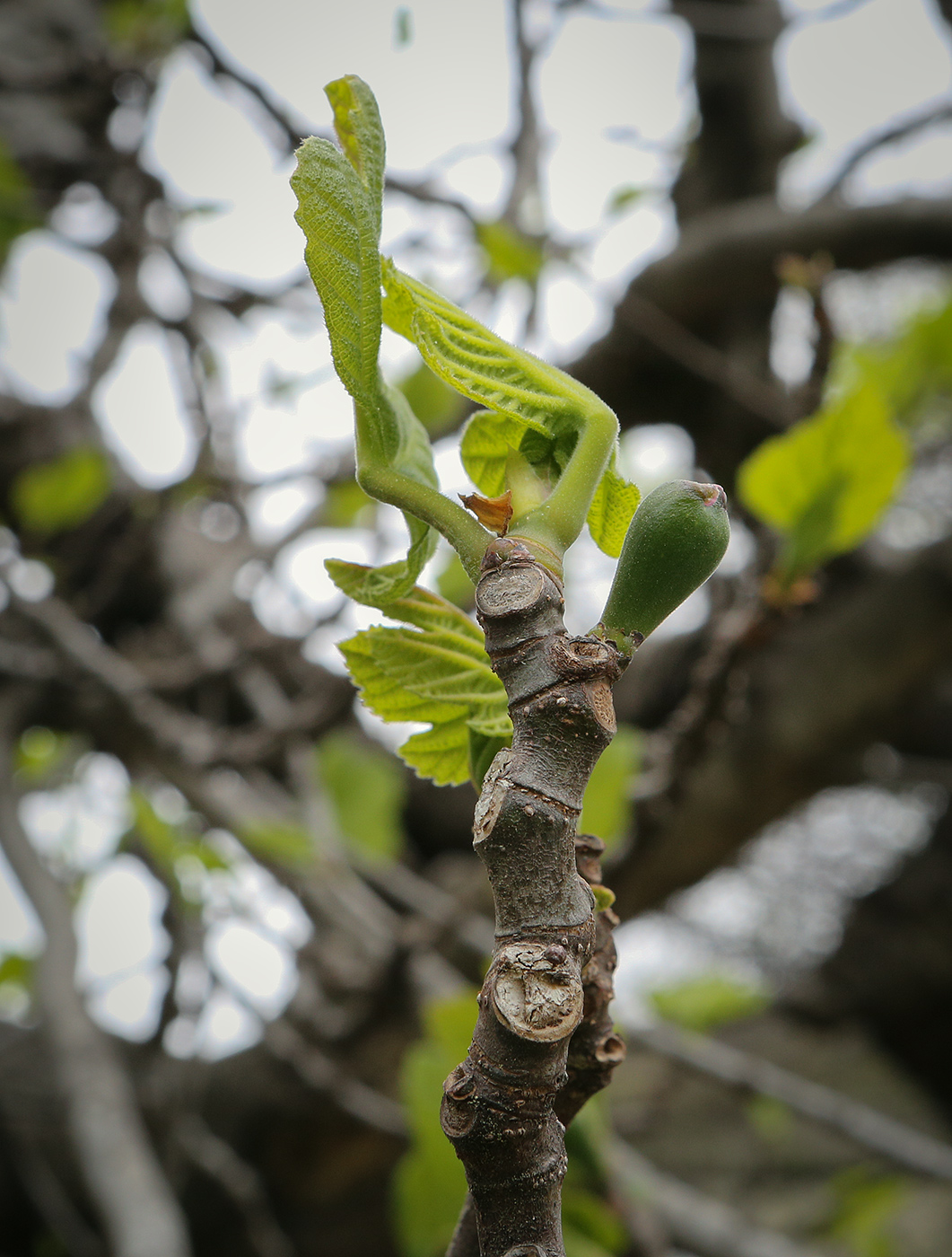 Изображение особи Ficus carica.