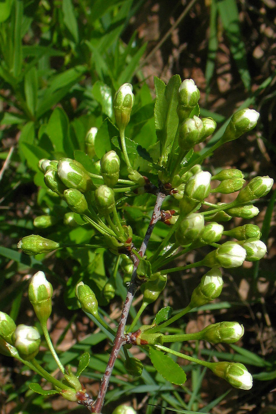 Image of Cerasus fruticosa specimen.