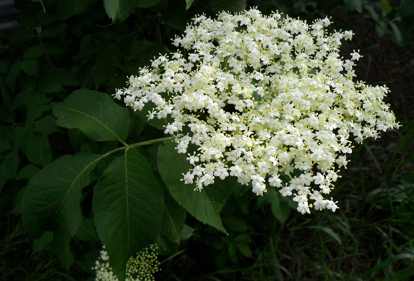 Image of Sambucus nigra specimen.