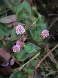 Persicaria capitata. Верхушка цветущего растения. Абхазия, Гагрский р-н, с. Лдзаа, частный сад. 13.04.2024.