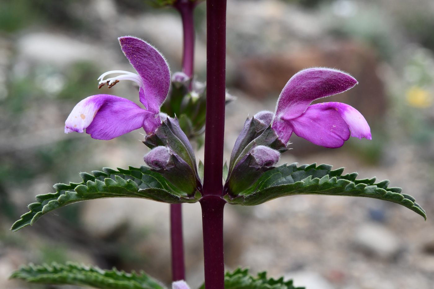 Изображение особи Phlomoides zenaidae.