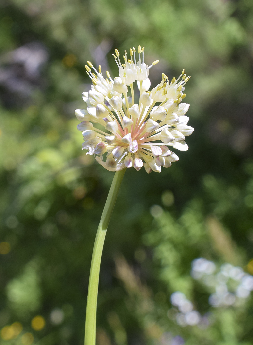 Image of Allium victorialis specimen.