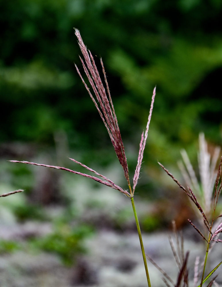 Image of Miscanthus sinensis specimen.