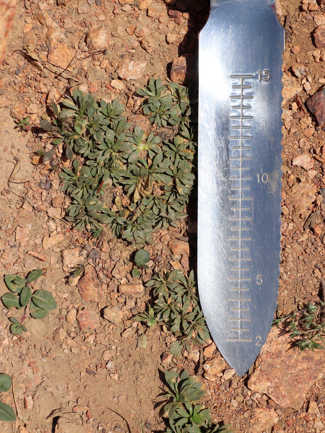 Image of Parrya saxifraga specimen.