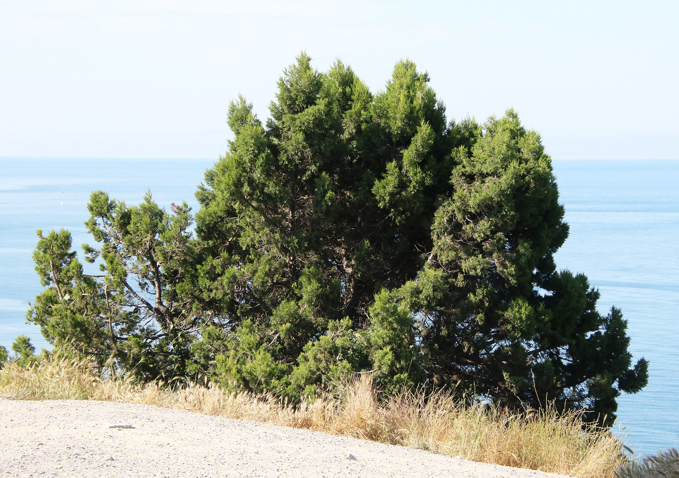 Изображение особи Juniperus deltoides.