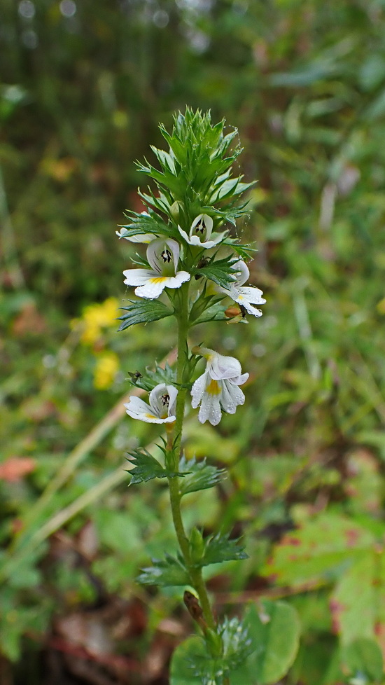 Image of Euphrasia maximowiczii specimen.