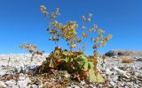 genus Alchemilla. Плодоносящее растение с желтеющей и увядающей листвой. Республика Адыгея, Майкопский р-н, гора Пшеха-Су, каменистая россыпь, высота ≈ 2700 м н.у.м. 05.10.2024.