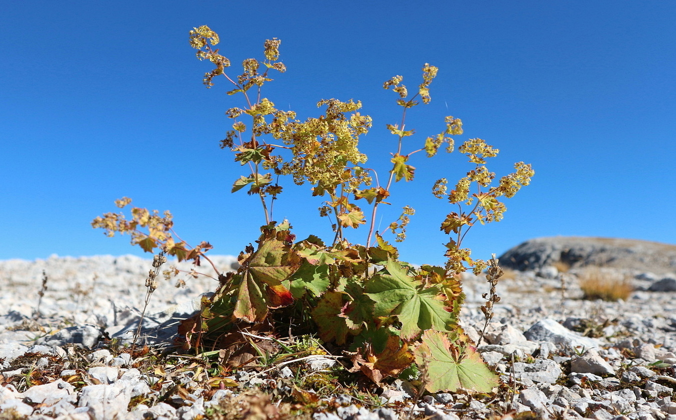 Изображение особи род Alchemilla.