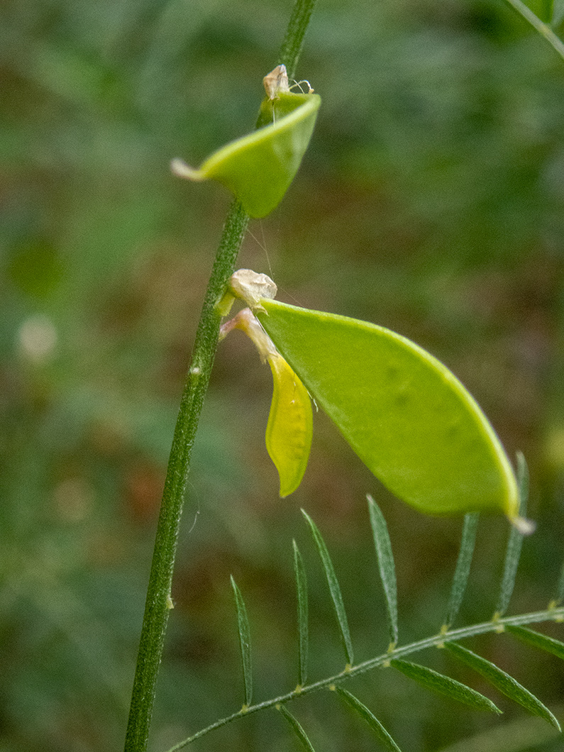 Image of Vicia elegans specimen.