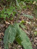 Verbascum spectabile