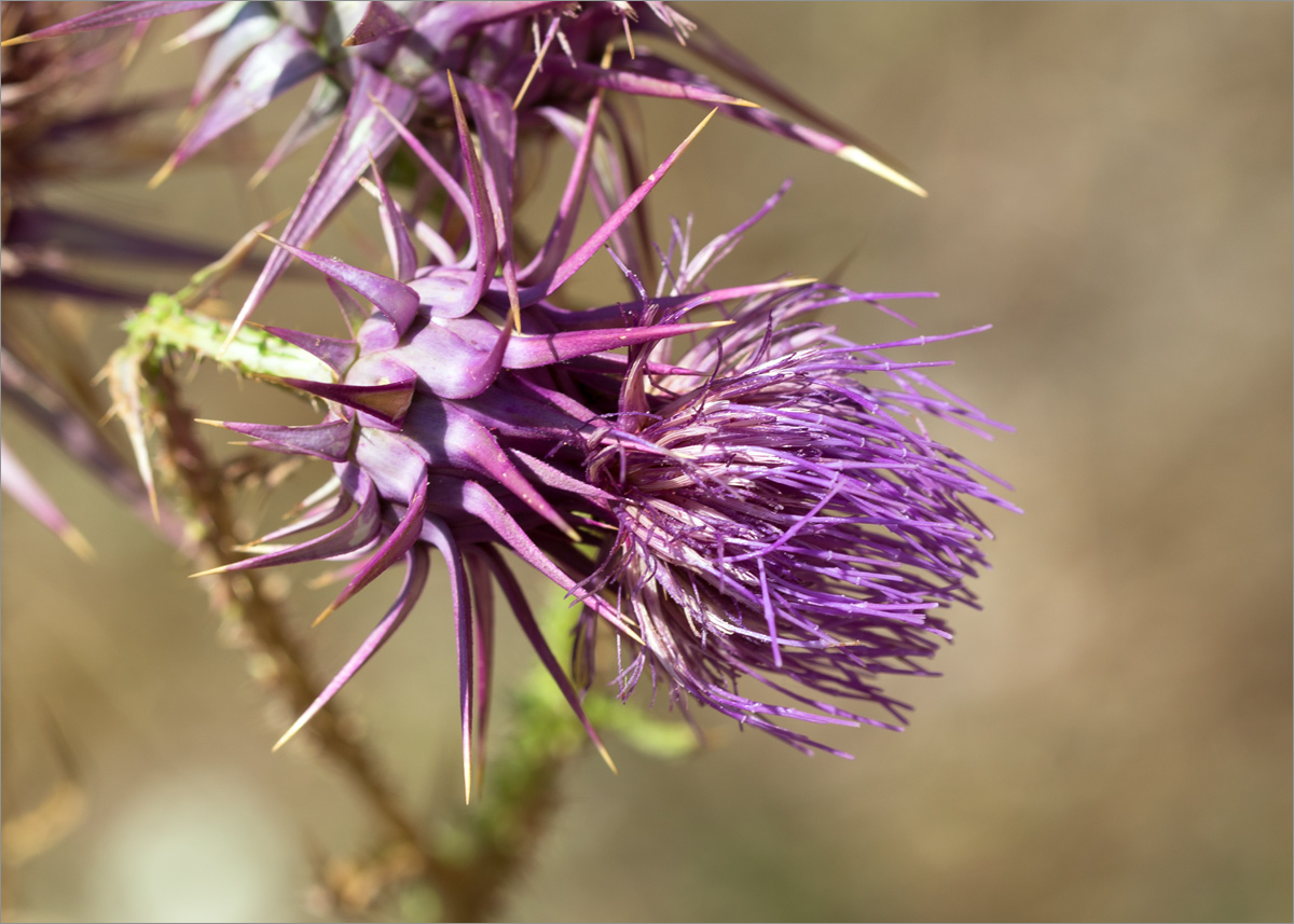 Image of familia Asteraceae specimen.