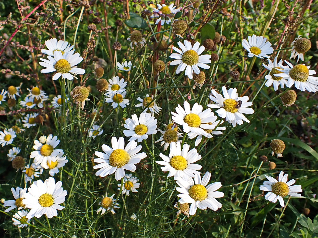 Image of Tripleurospermum inodorum specimen.