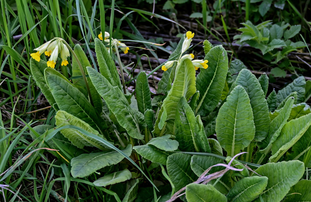 Изображение особи Primula macrocalyx.